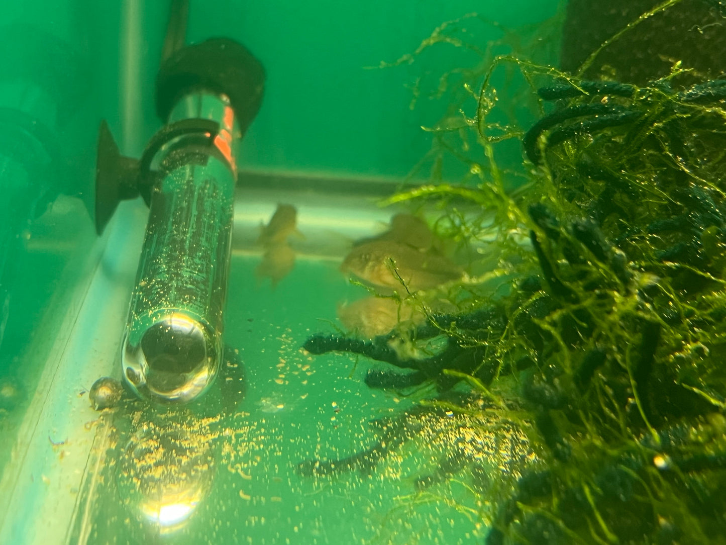 Smudge-spot Cory (Corydoras similis)