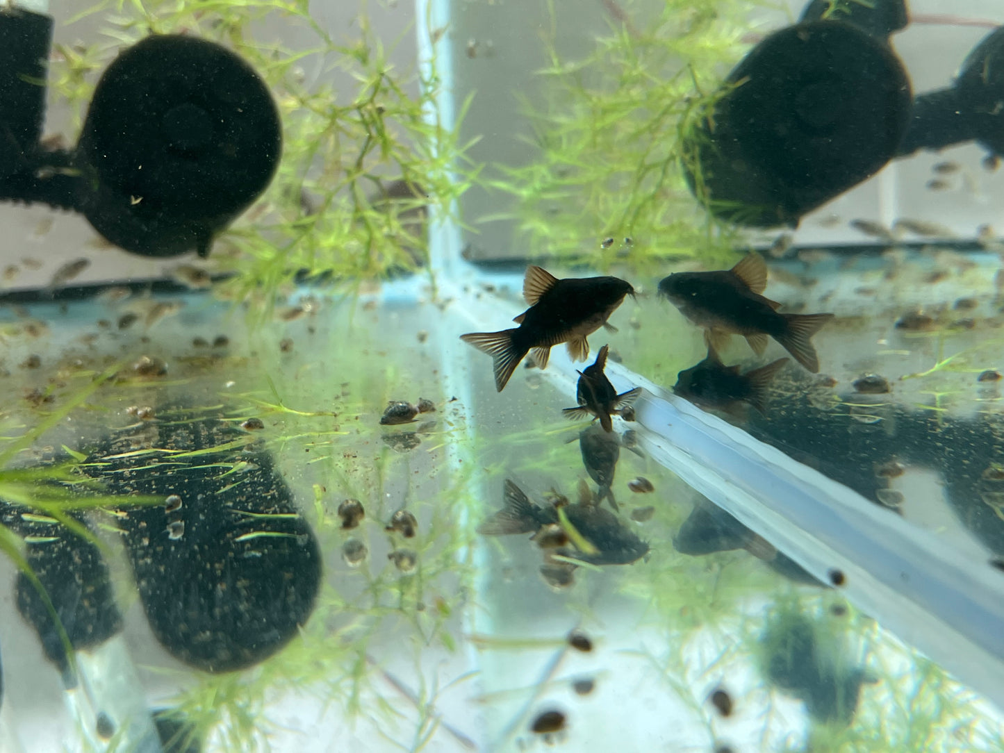 Black Corydoras (Corydoras schultzei)