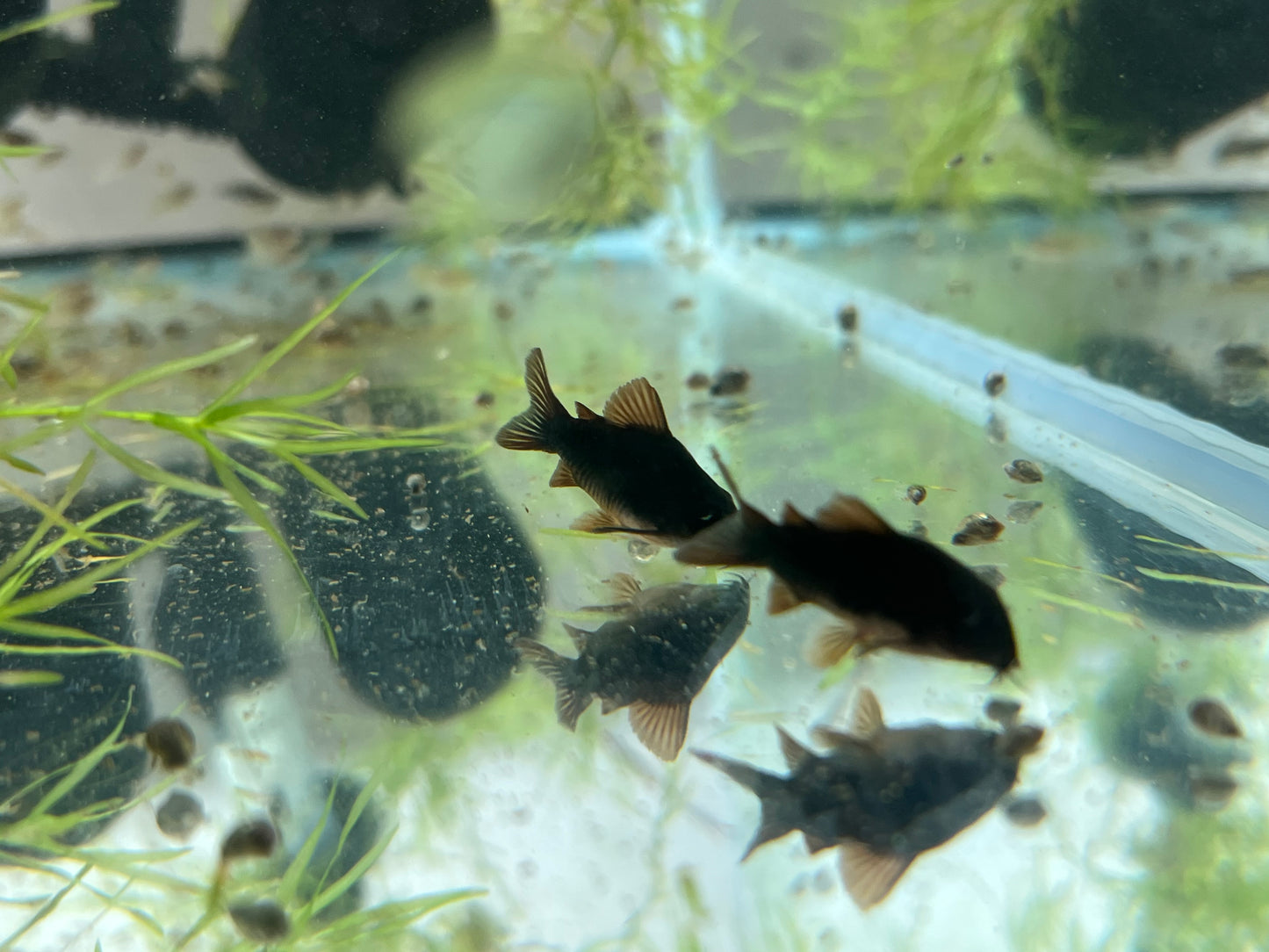 Black Corydoras (Corydoras schultzei)