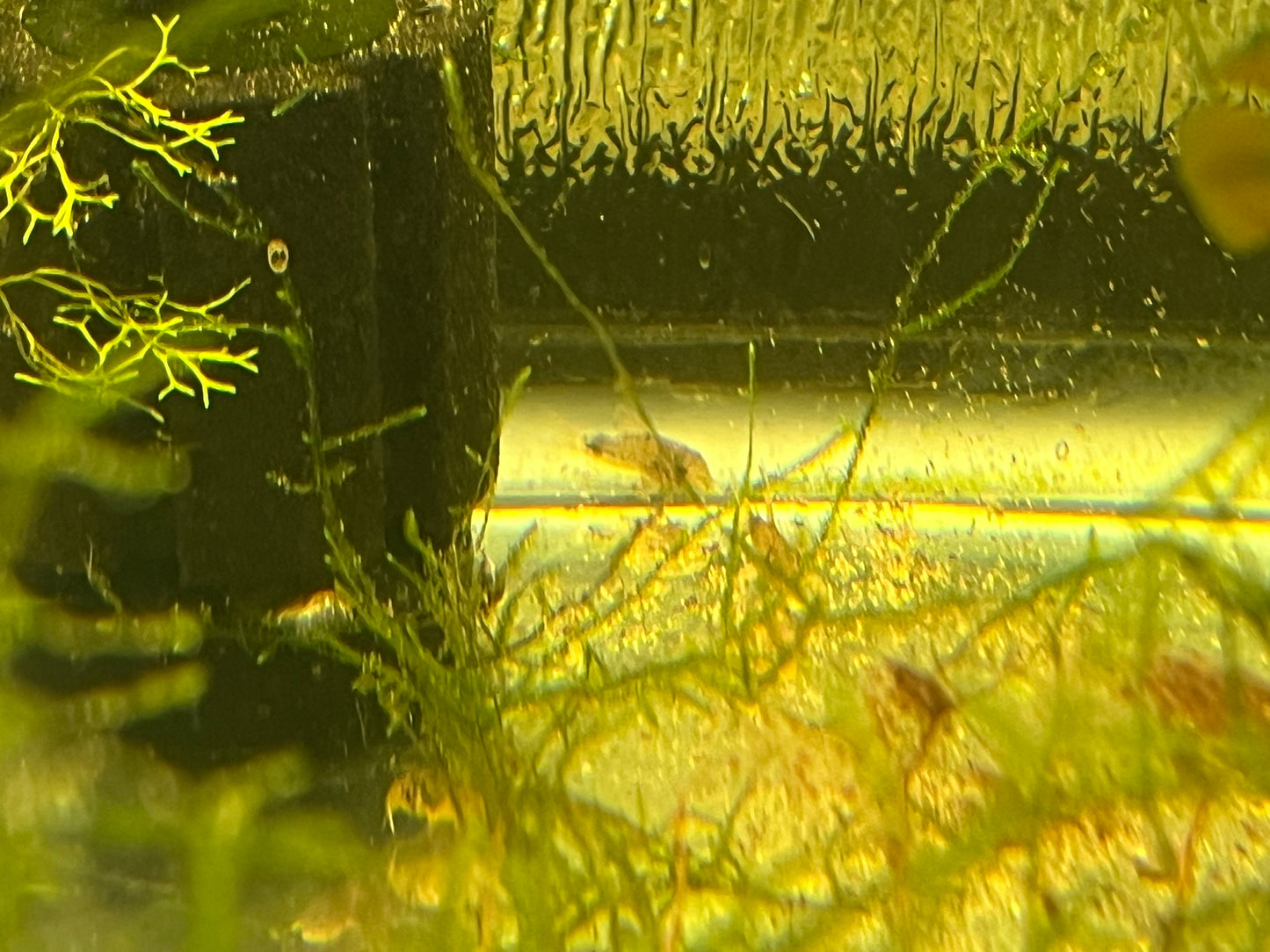 Smudge-spot Cory (Corydoras similis)