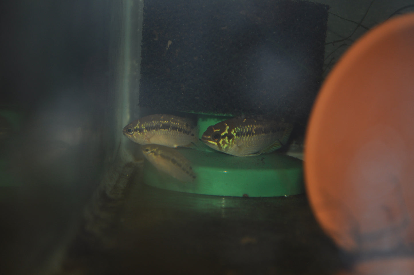 Ivanacara bimaculata