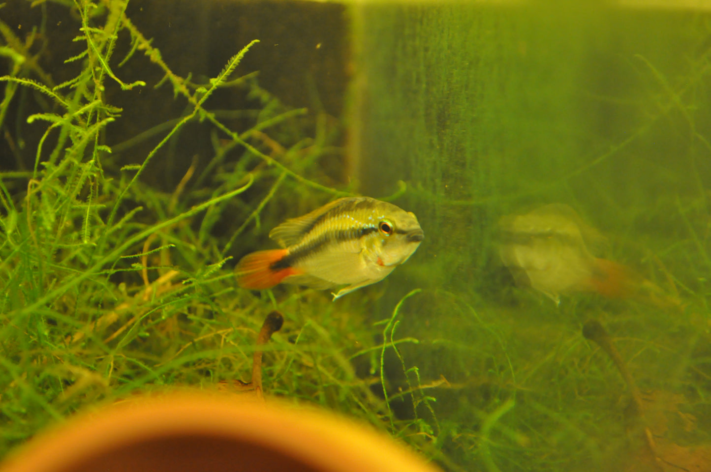 Apistogramma erythrura