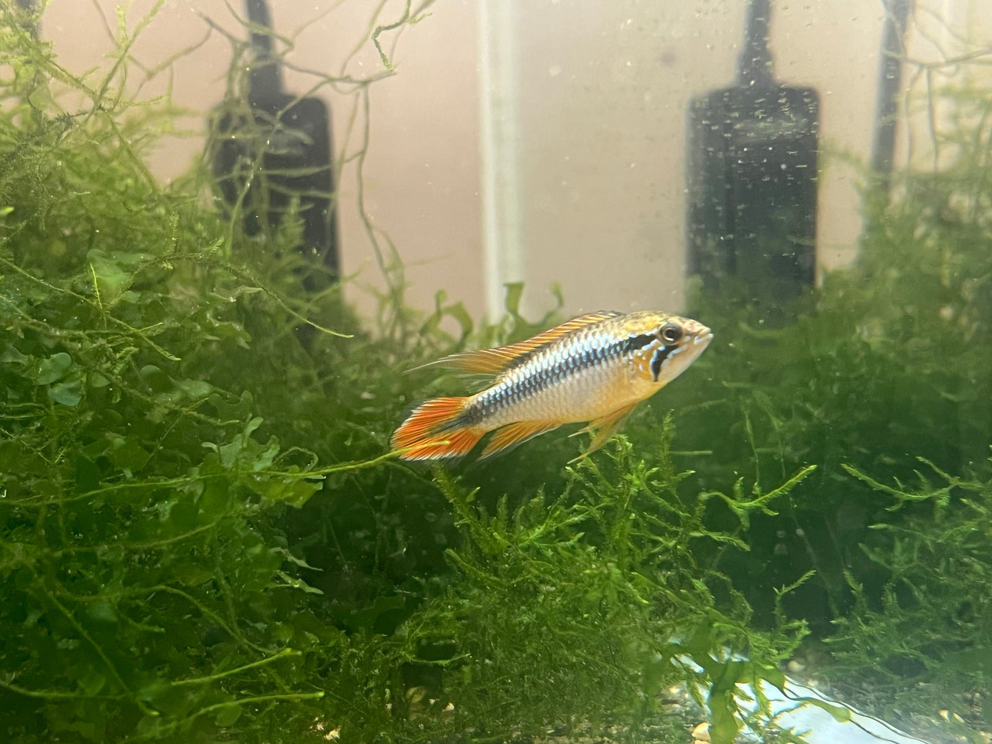 Apistogramma Agassizii Blue Flame