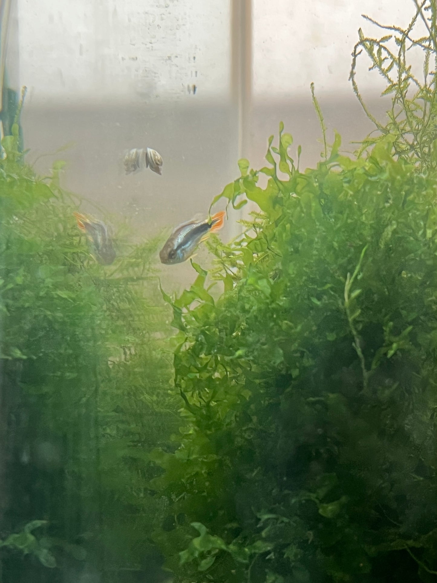 Apistogramma agassizzi “Blue Flame”