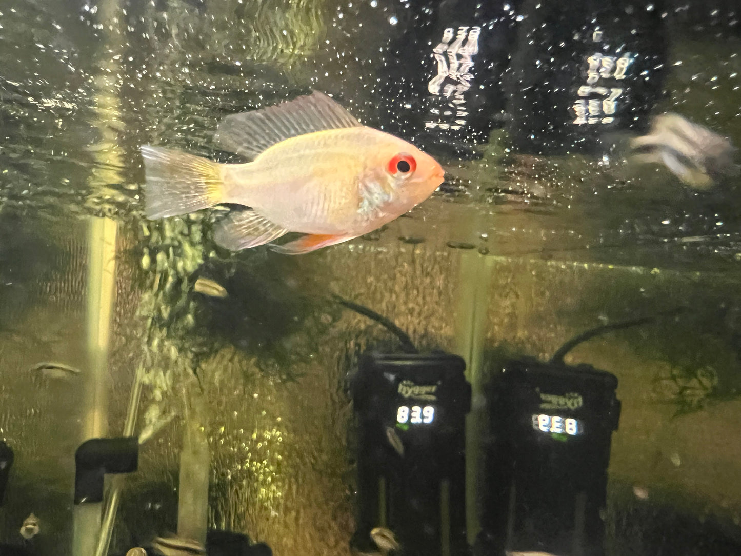 German Gold Ram