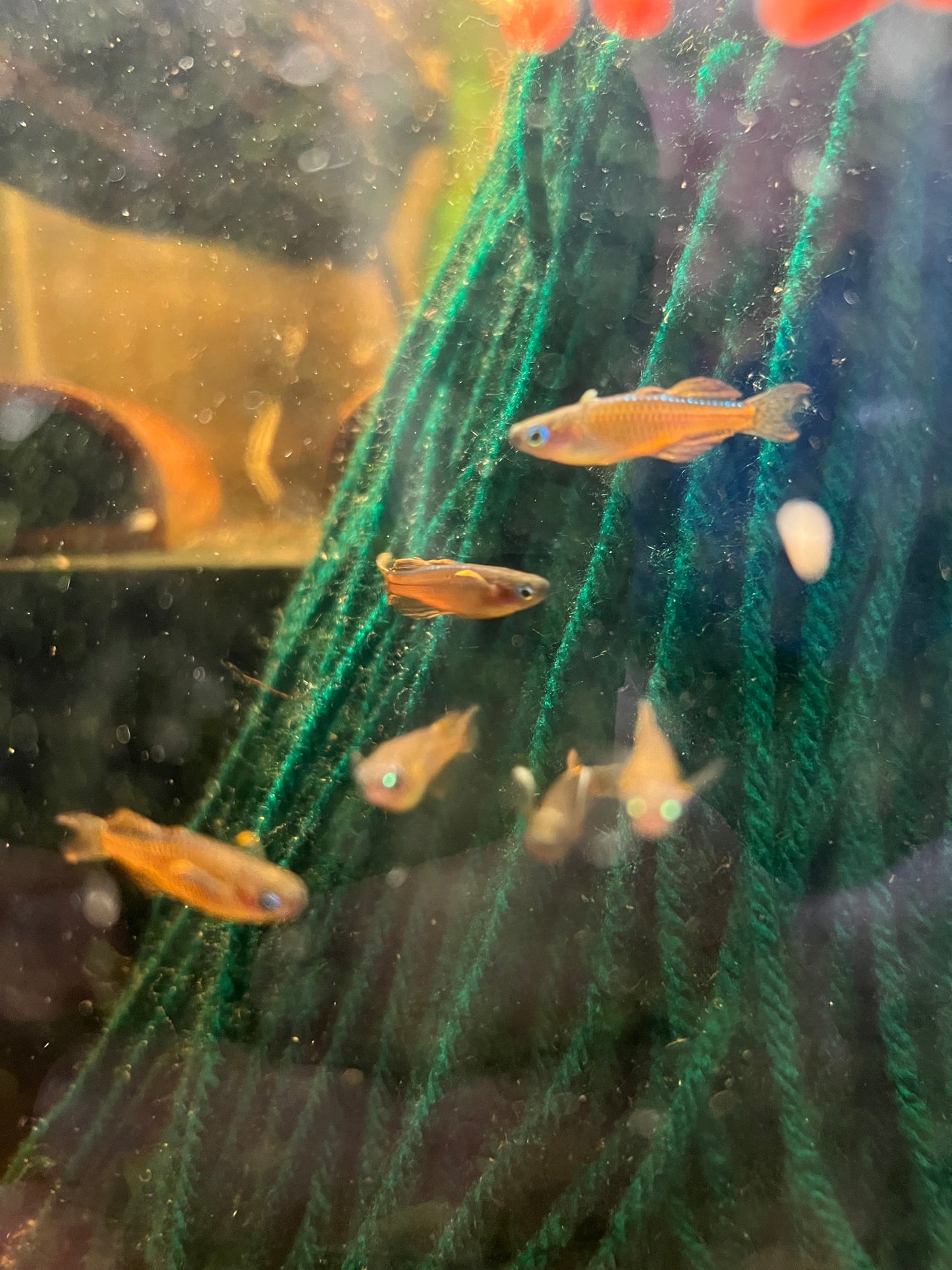 Red Neon Blue Eye Rainbowfish - Pseudomugil Luminatus