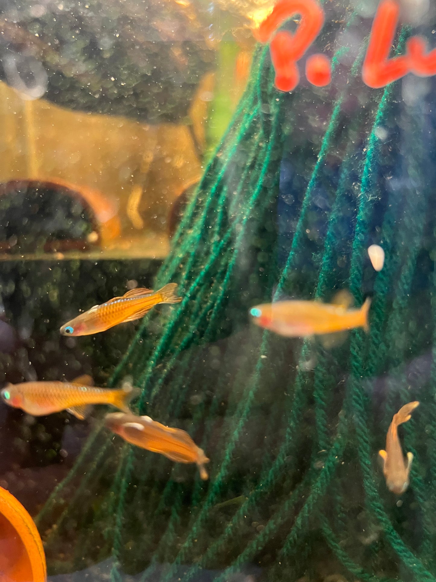 Red Neon Blue Eye Rainbowfish - Pseudomugil Luminatus