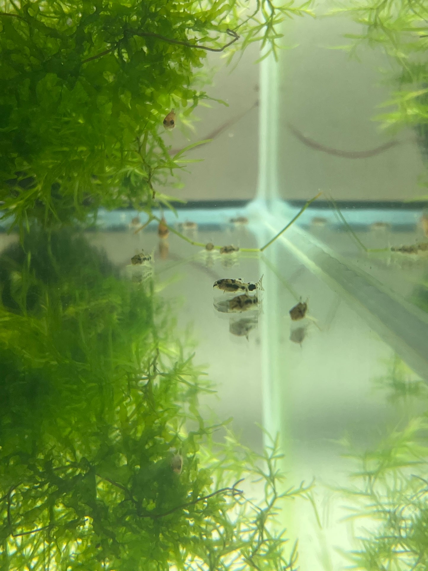 Corydoras Habrosus (Dwarf salt and pepper cory)