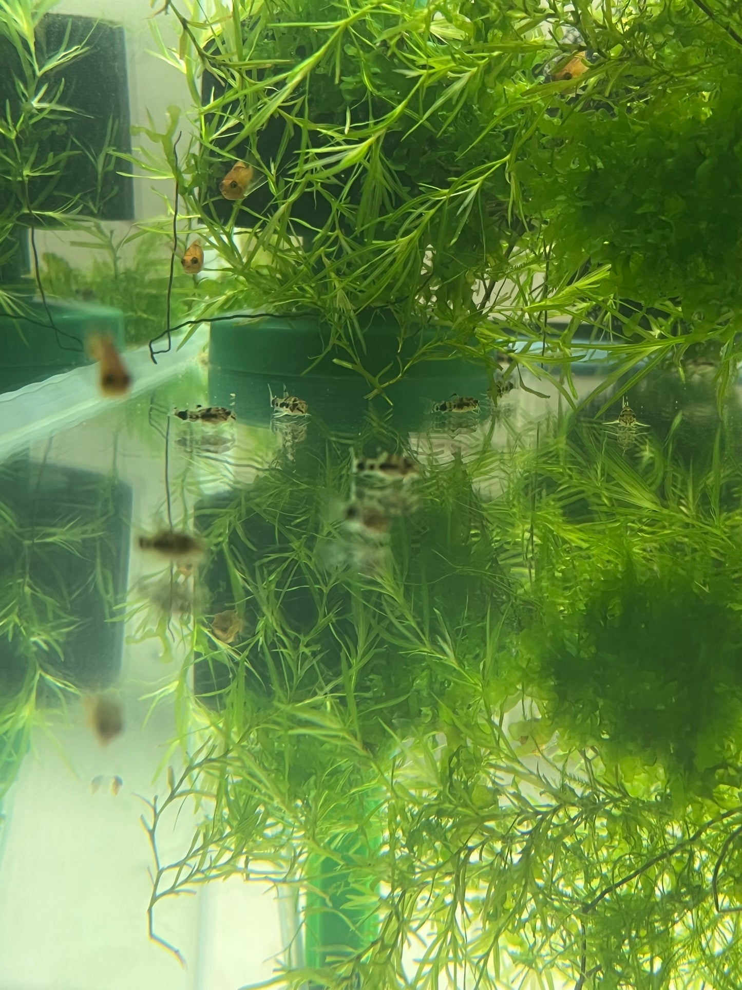 Corydoras Habrosus (Dwarf salt and pepper cory)