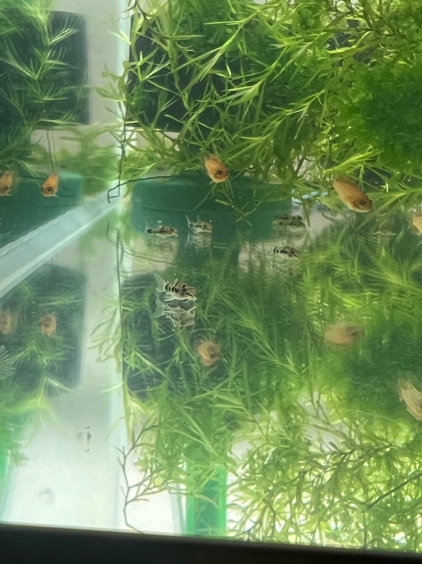 Corydoras Habrosus (Dwarf salt and pepper cory)