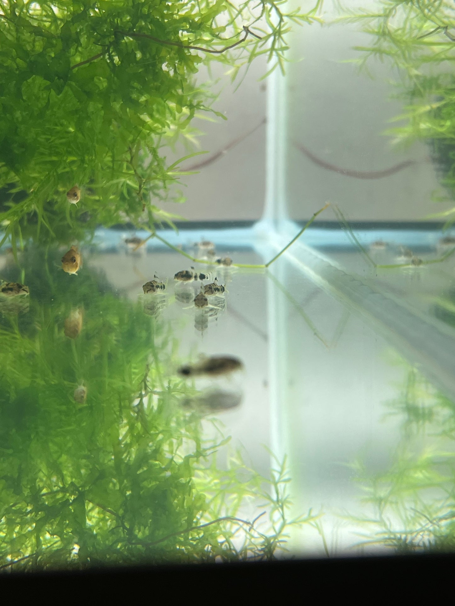Corydoras Habrosus (Dwarf salt and pepper cory)