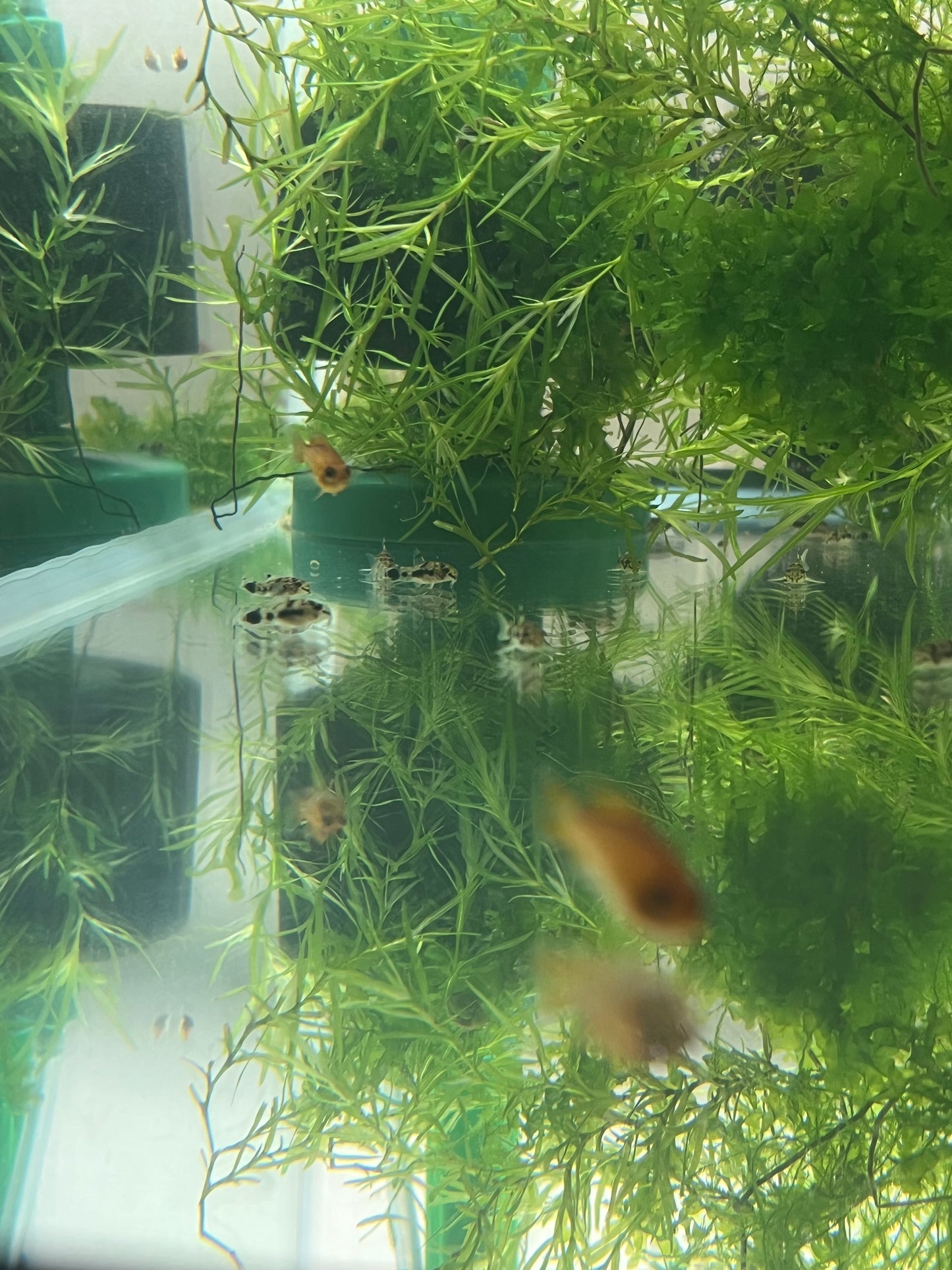 Corydoras Habrosus (Dwarf salt and pepper cory)