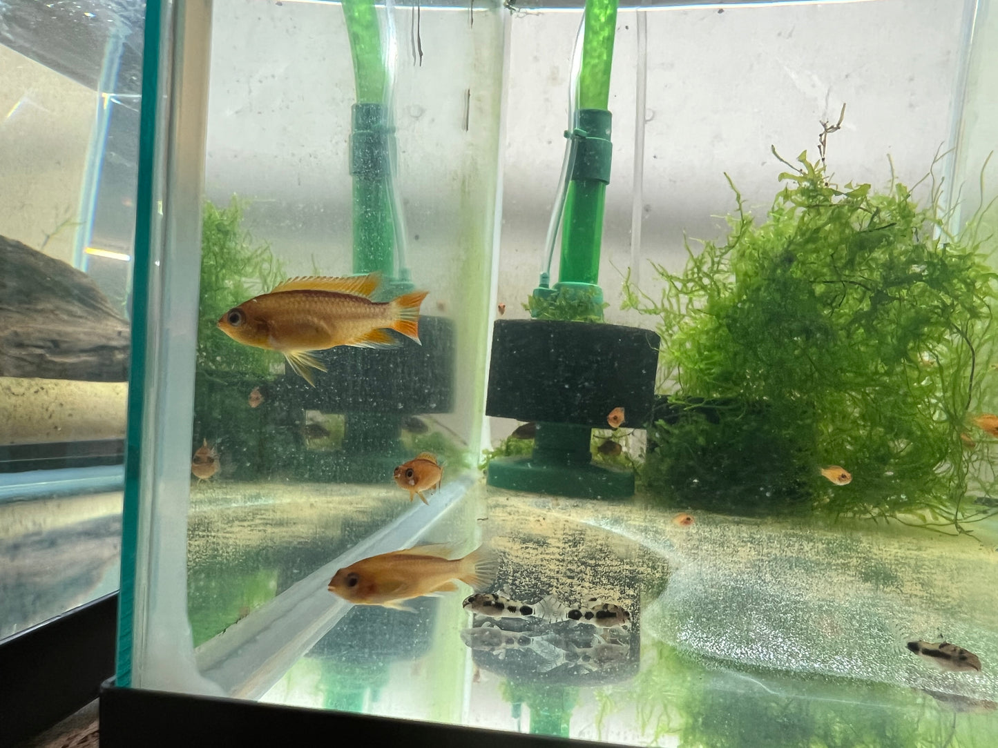 Apistogramma Agassizzi “Fire Red”