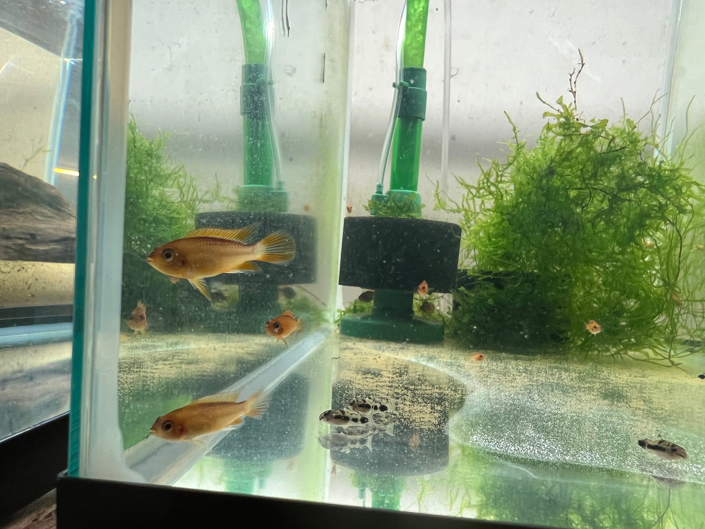 Apistogramma Agassizzi “Fire Red”