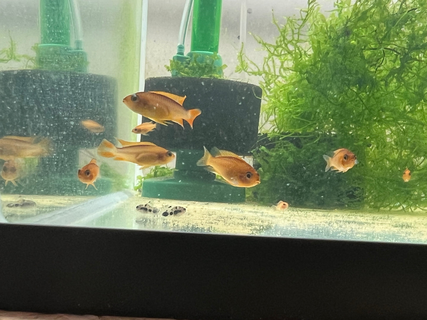 Apistogramma Agassizzi “Fire Red”