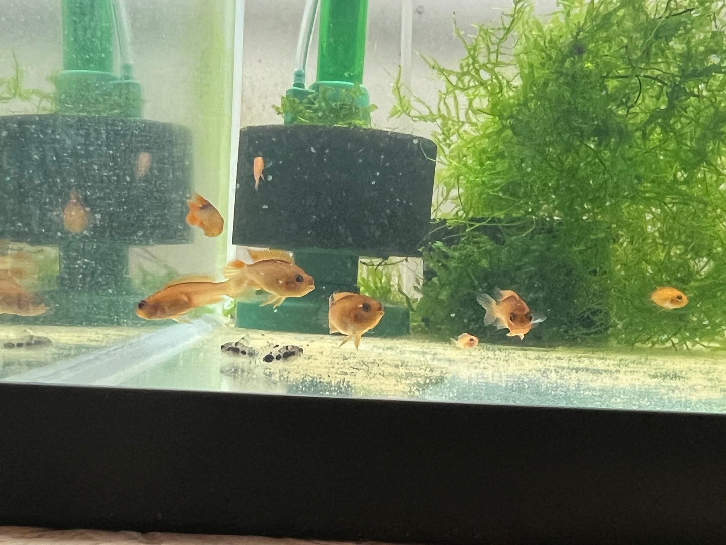 Apistogramma Agassizzi “Fire Red”