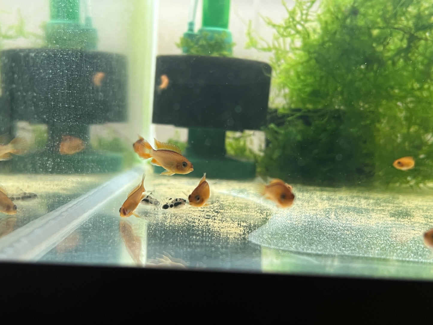 Apistogramma Agassizzi “Fire Red”