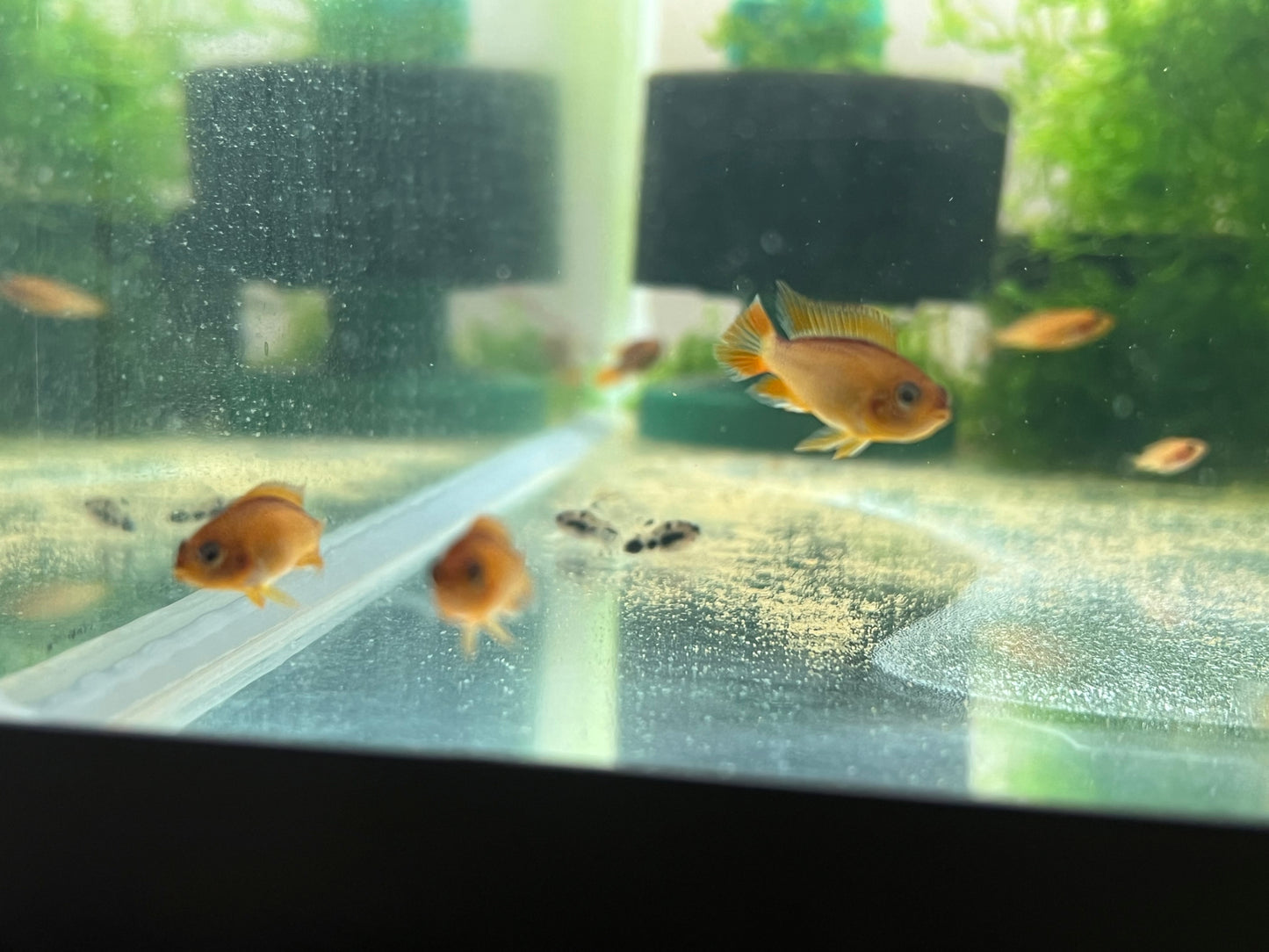 Apistogramma Agassizzi “Fire Red”