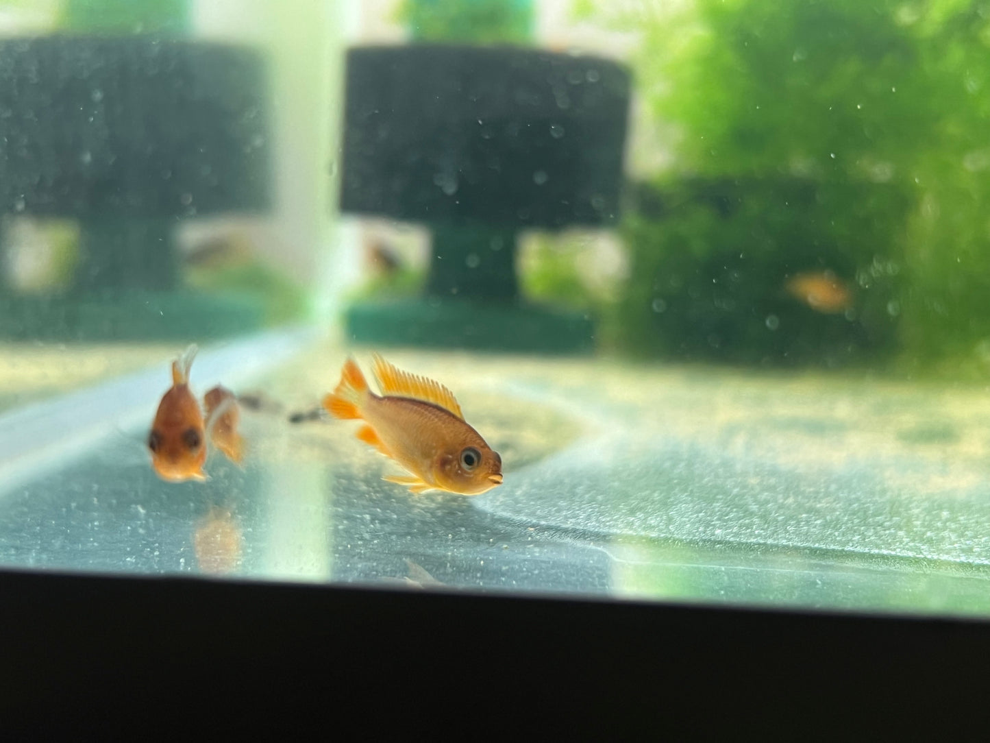 Apistogramma Agassizzi “Fire Red”