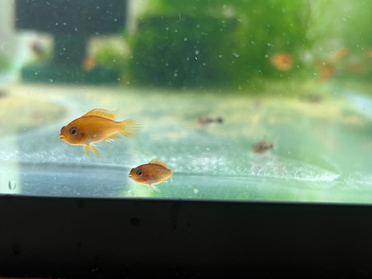 Apistogramma Agassizzi “Fire Red”