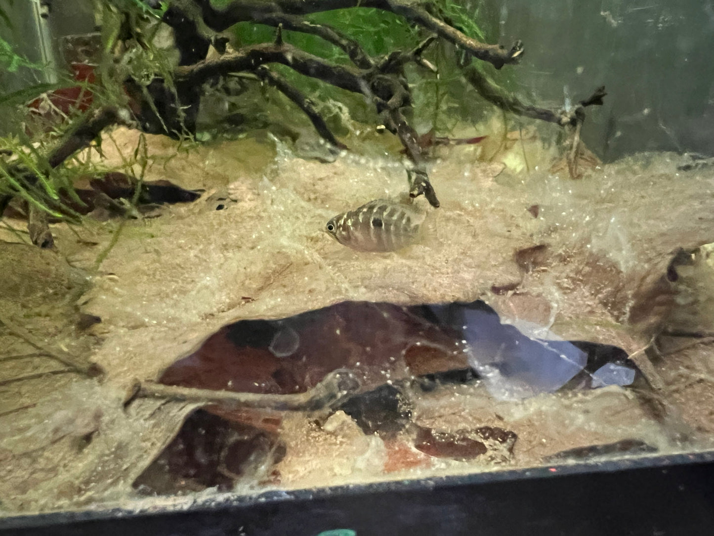 Ivanacara bimaculata