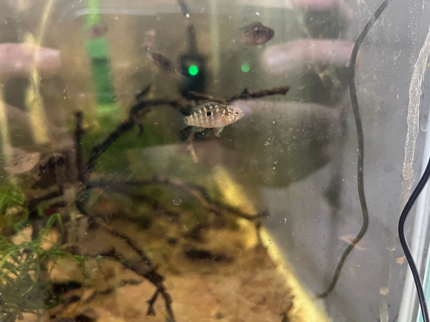 Ivanacara bimaculata