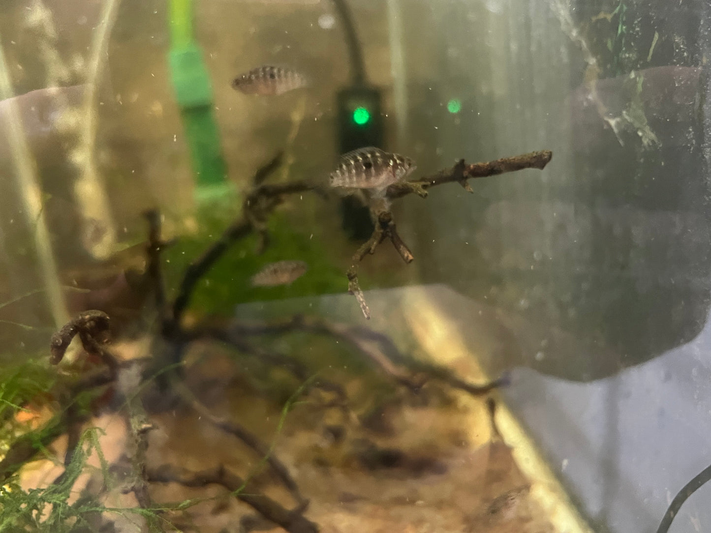 Ivanacara bimaculata