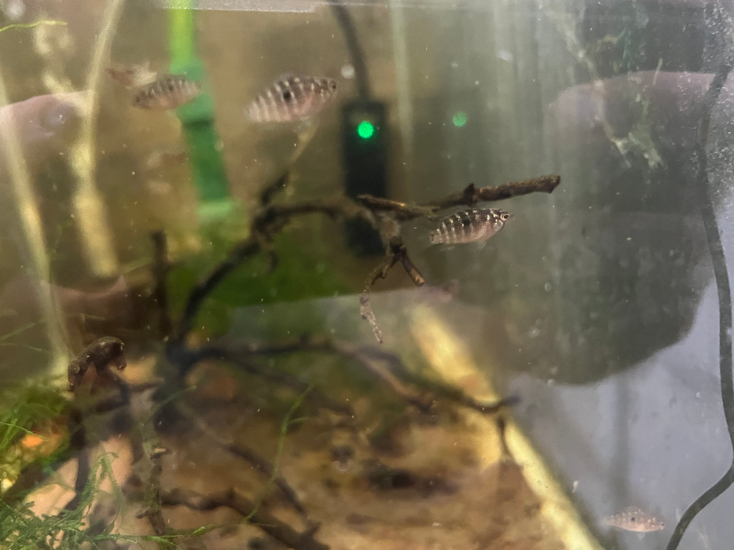 Ivanacara bimaculata