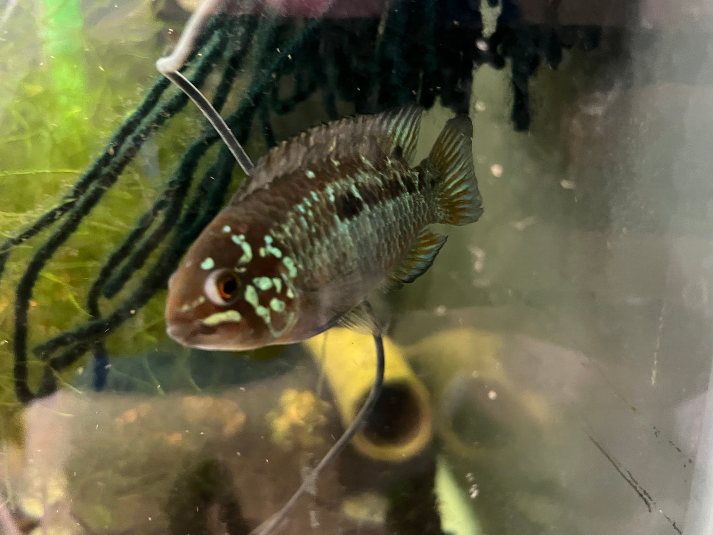 Ivanacara bimaculata