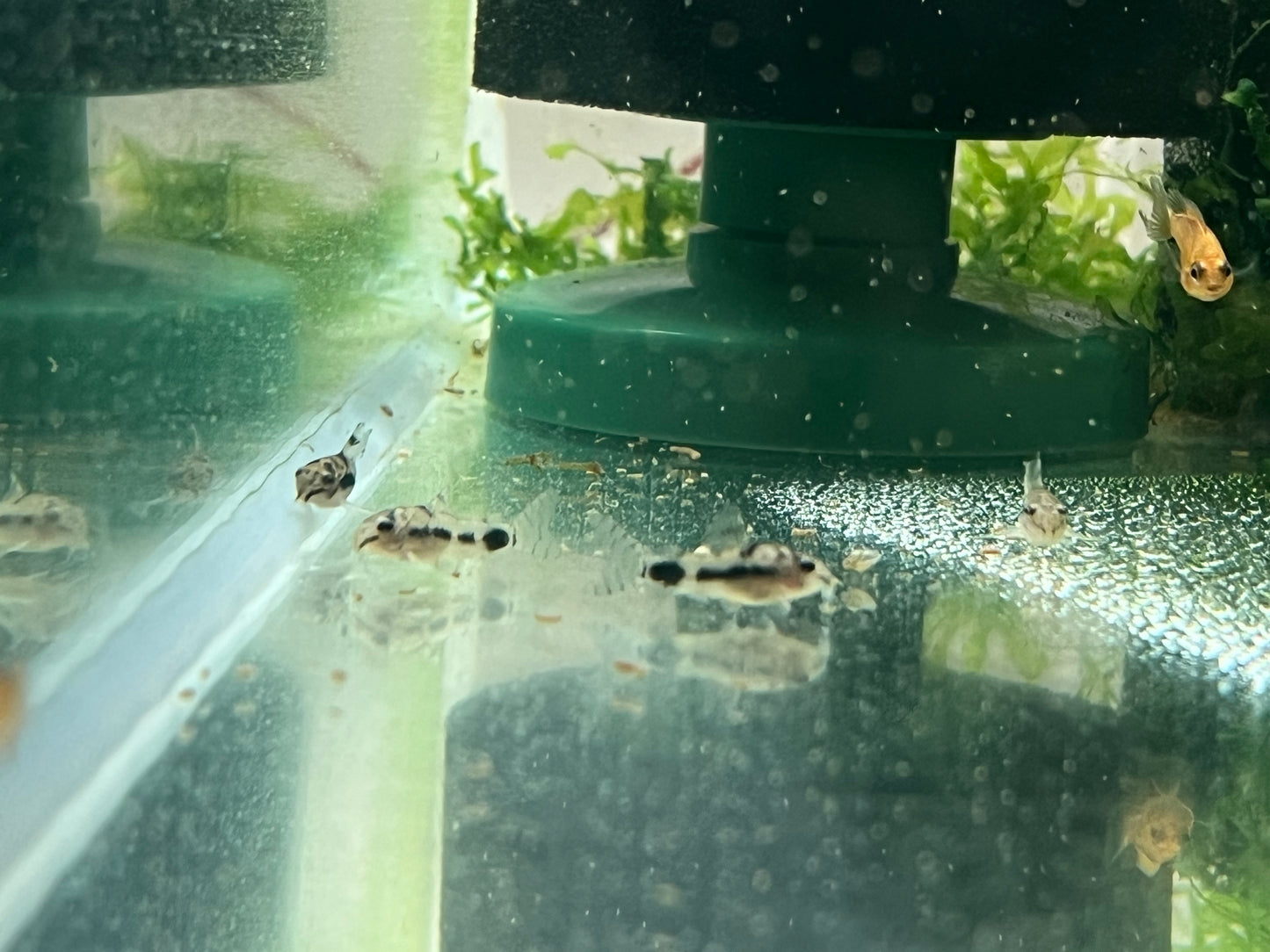 Corydoras Habrosus (Dwarf salt and pepper cory)