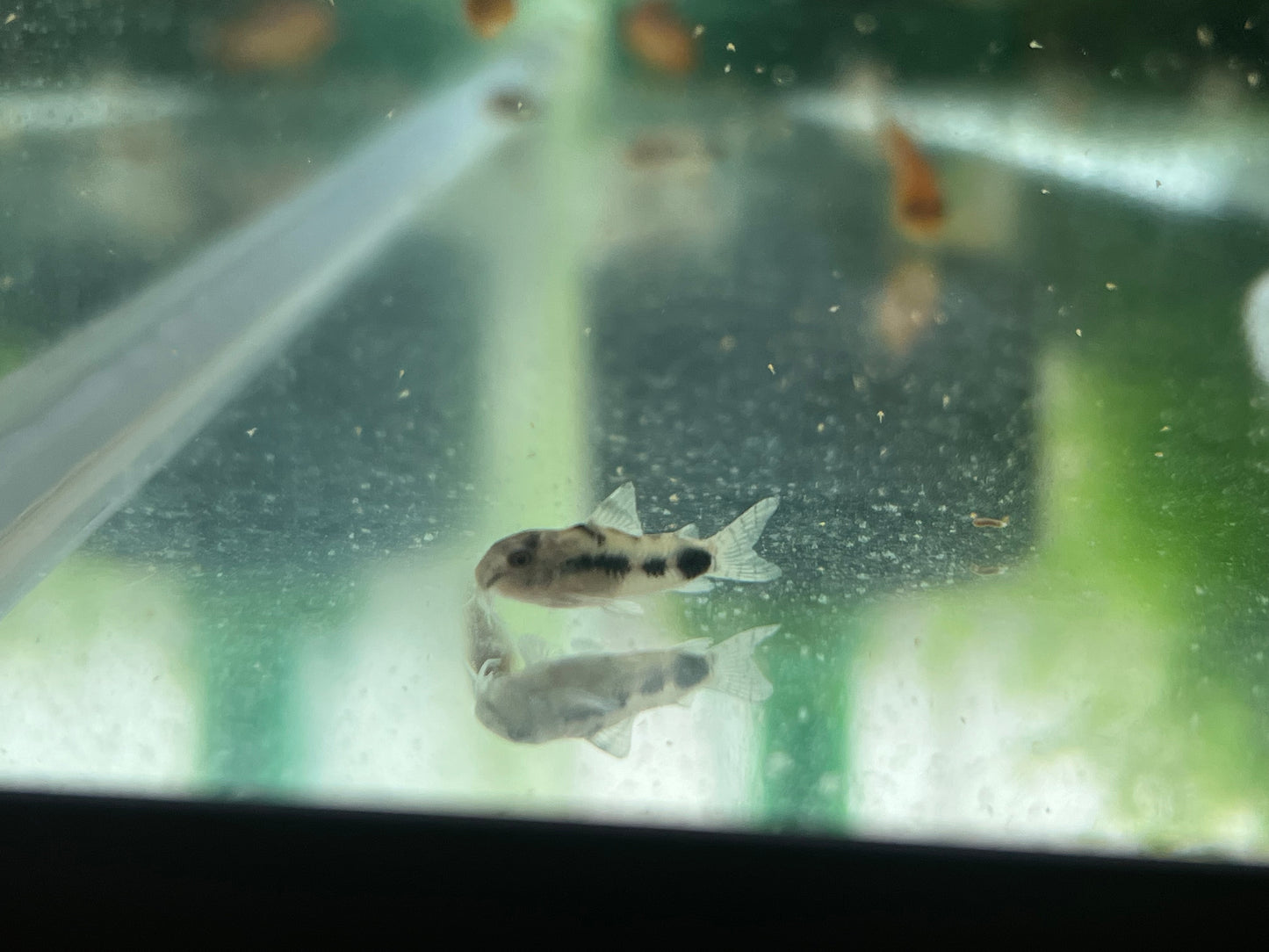 Corydoras Habrosus (Dwarf salt and pepper cory)