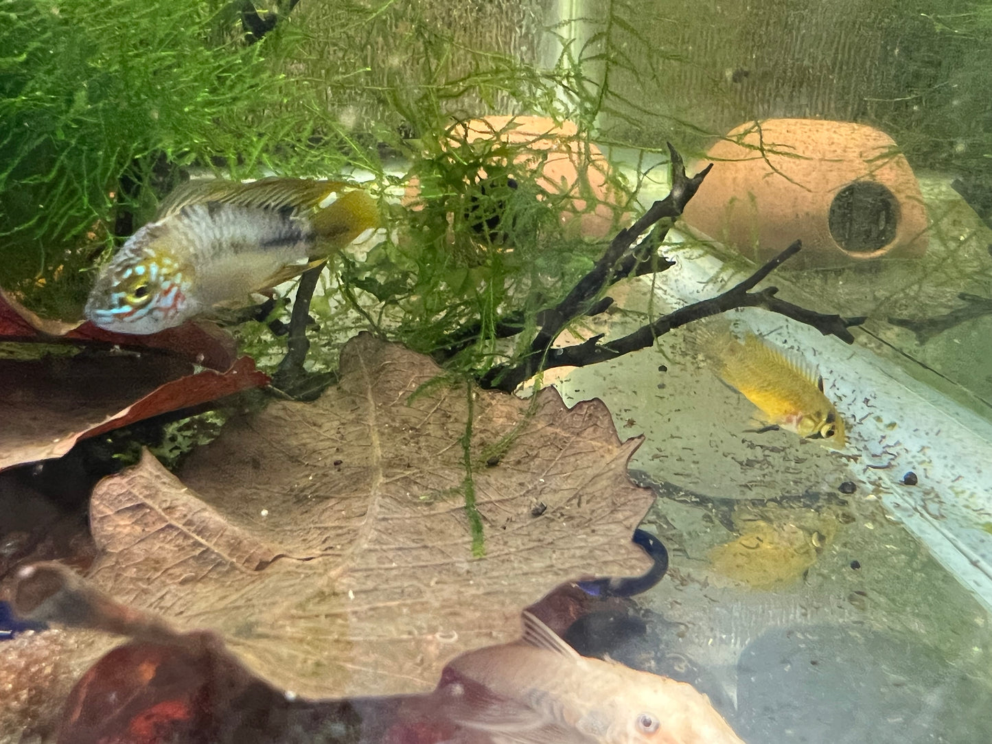 Apistogramma borelli “Opal”