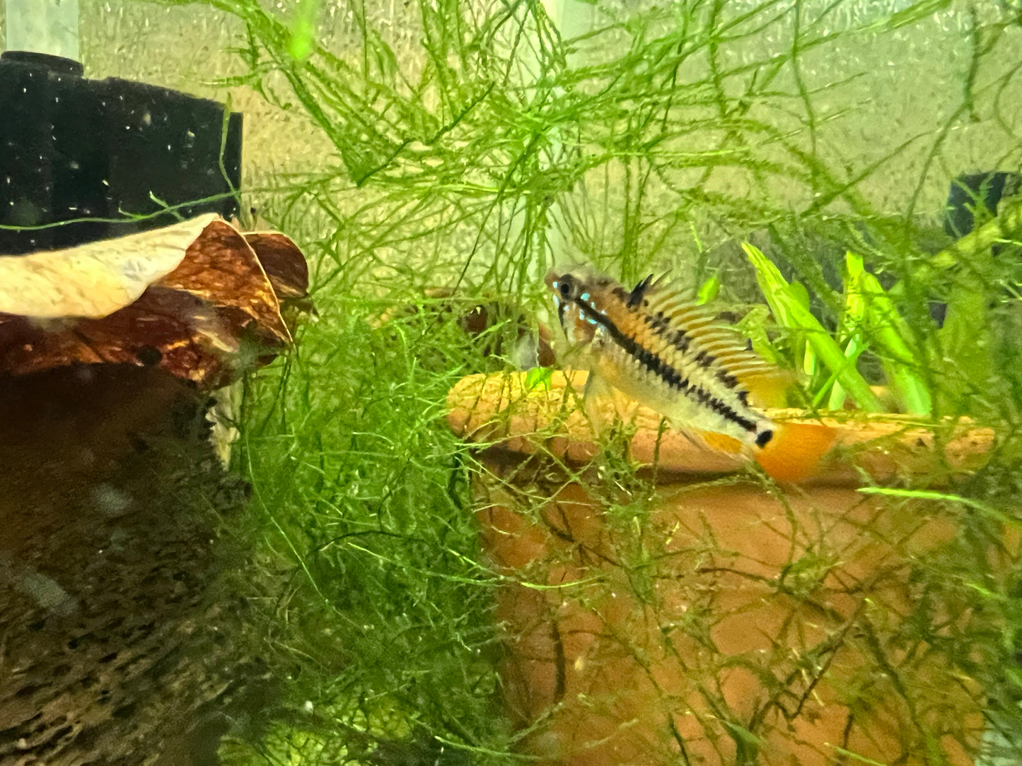 Apistogramma macmasteri “Redneck”