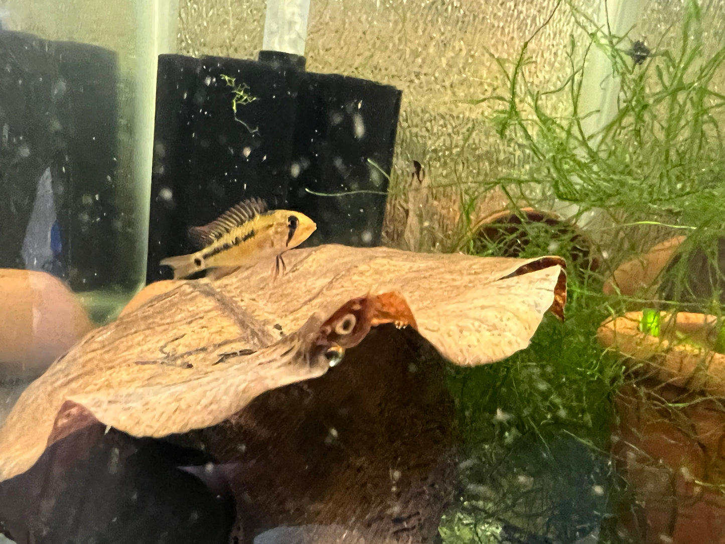 Apistogramma macmasteri “Redneck”