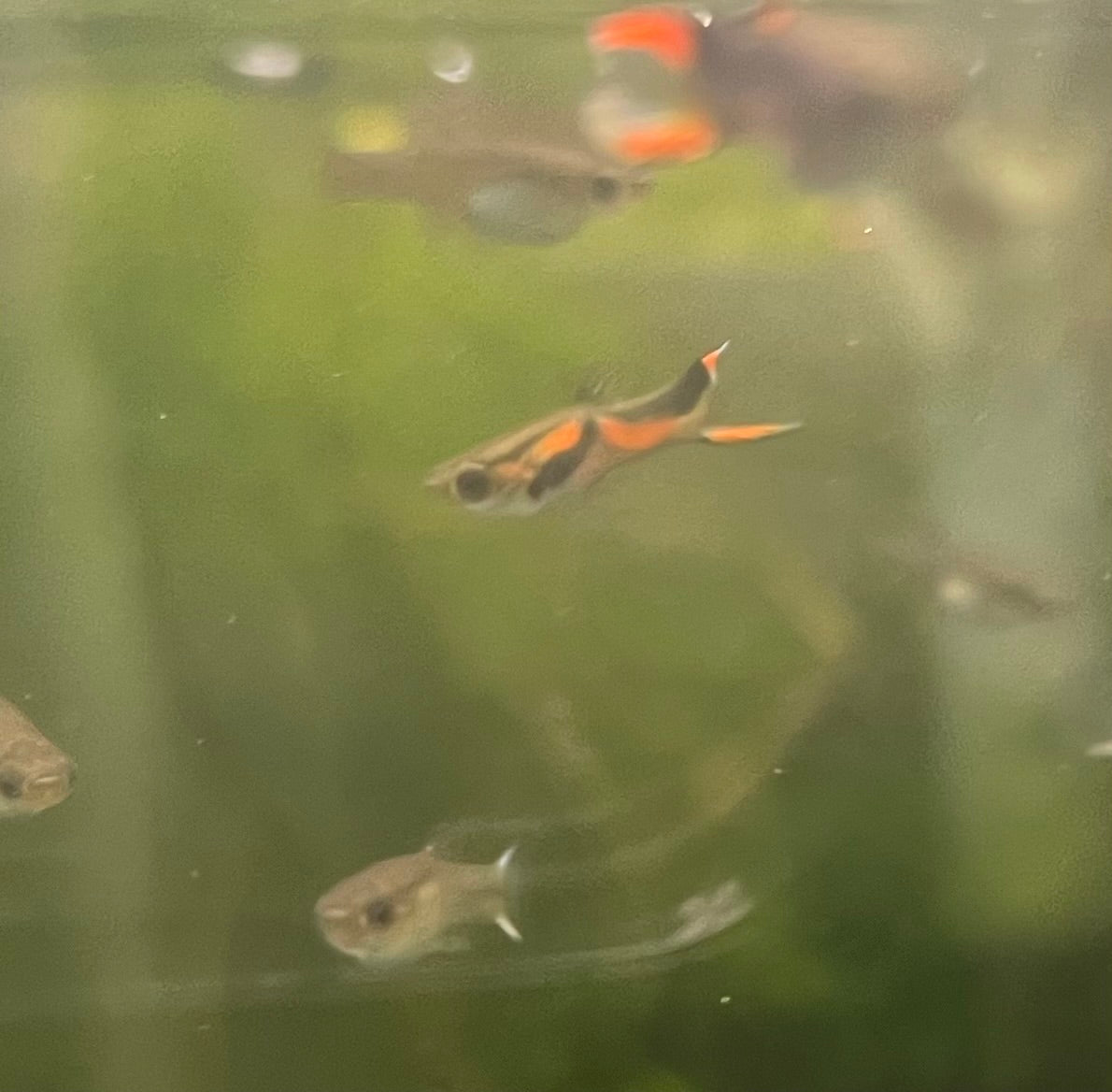 Livebearers