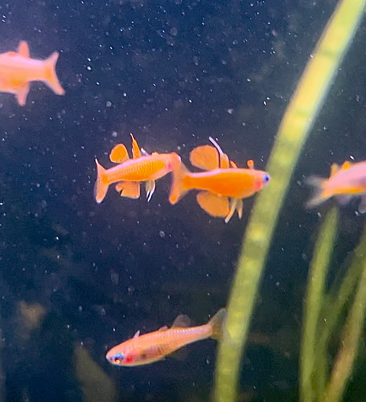 Rainbowfish