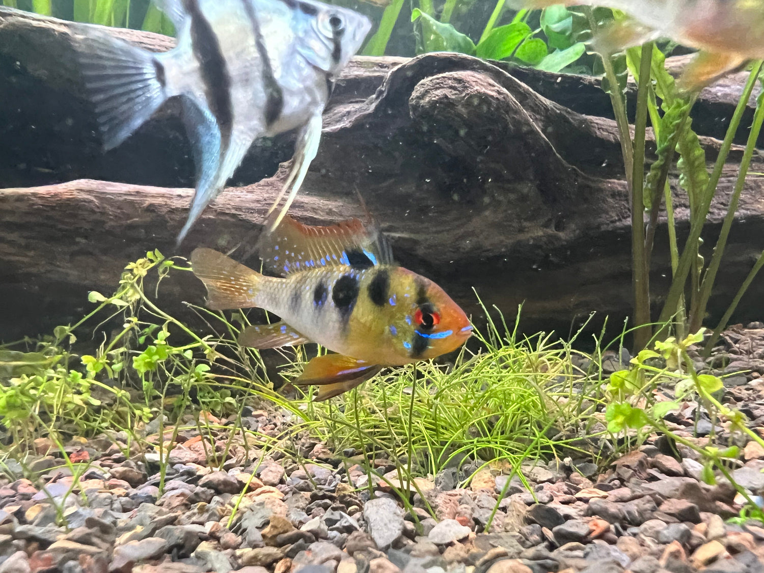 South American Cichlids