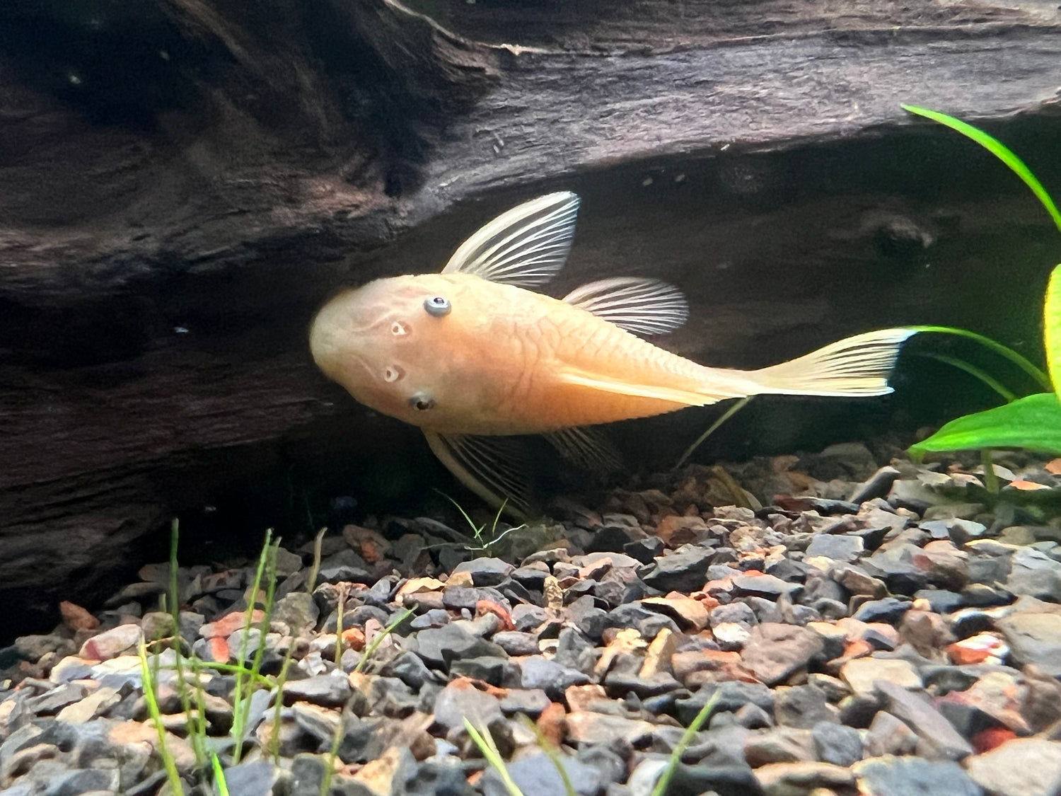 Plecos