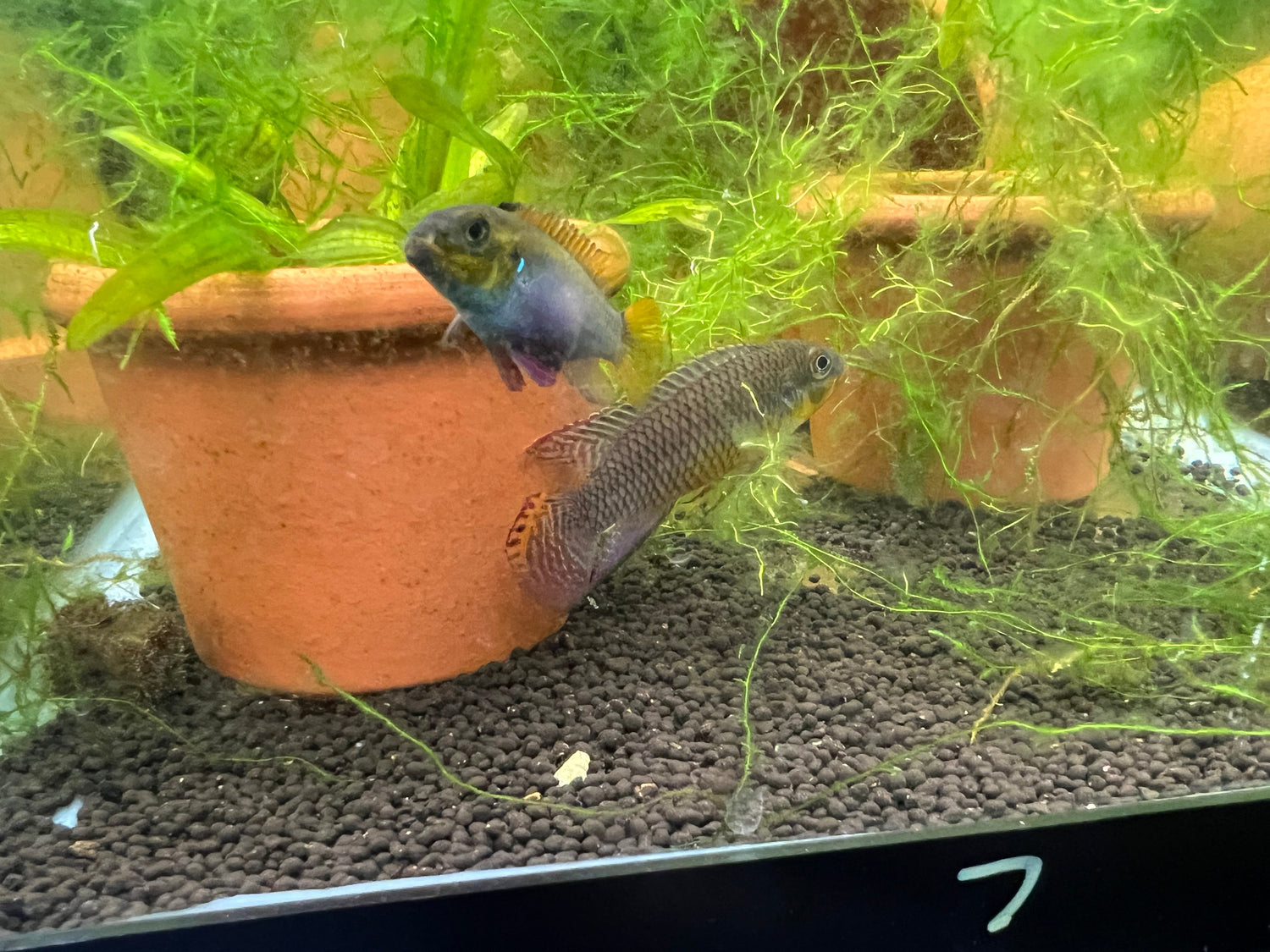 West African Dwarf Cichlids