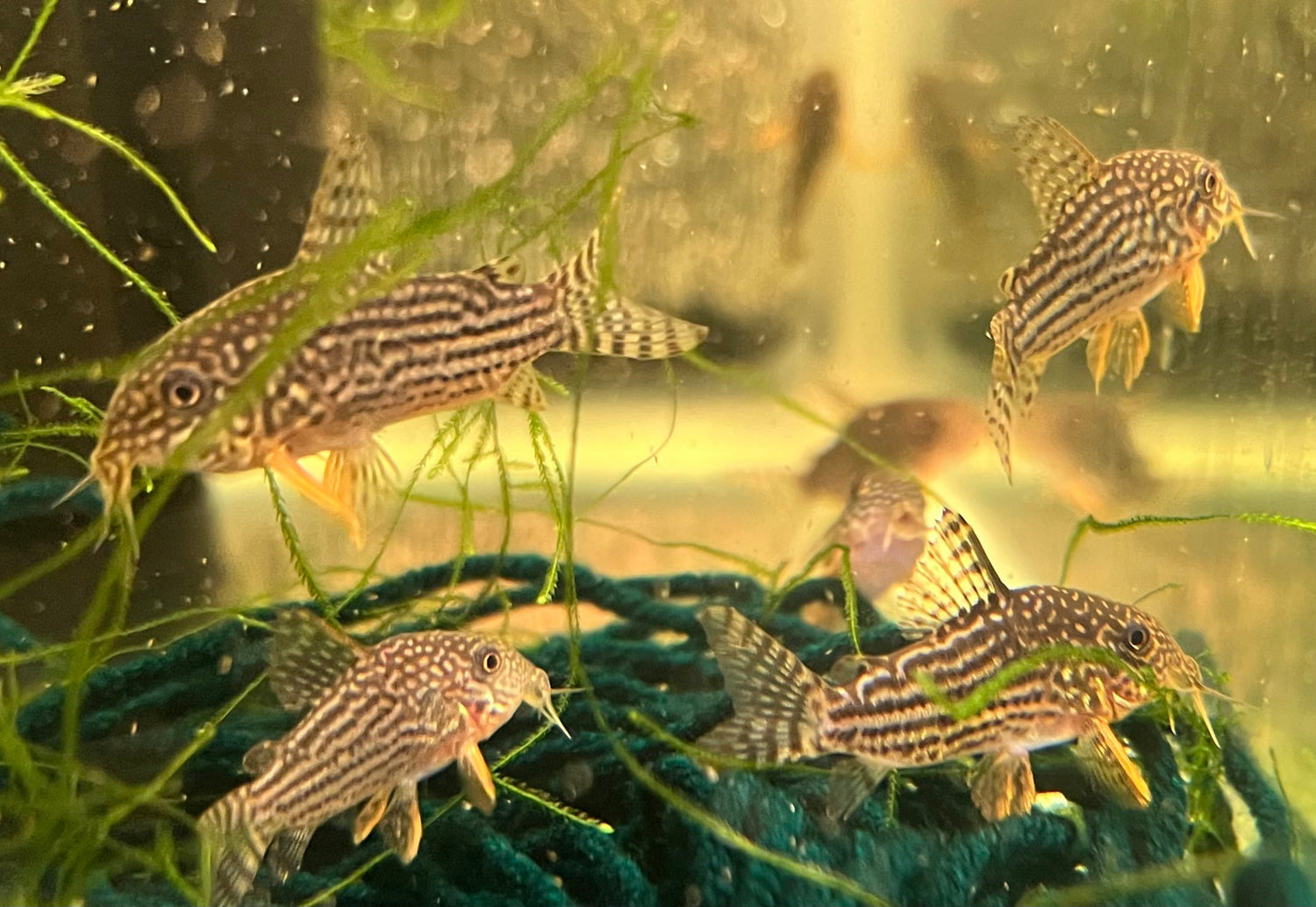 Corydoras
