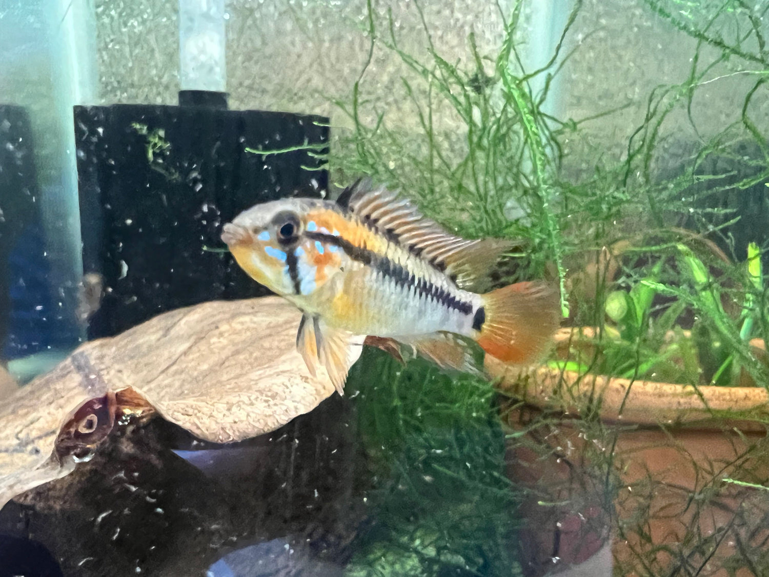 Apistogramma