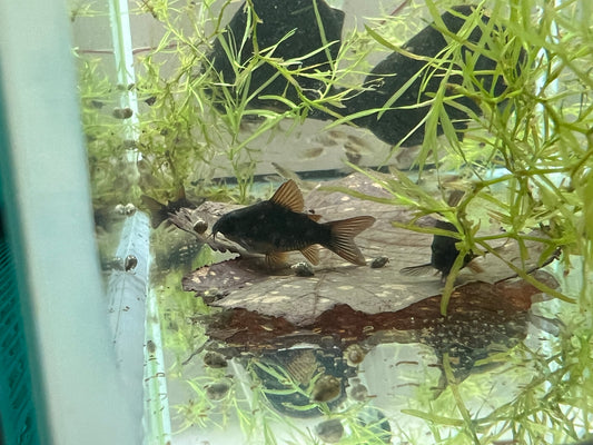Black Corydoras (Corydoras schultzei)