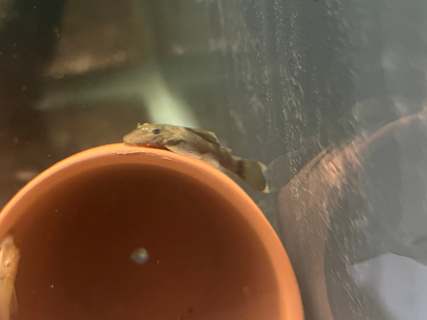 Green Dragon Bristlenose Pleco