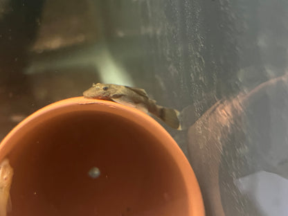 Green Dragon Bristlenose Pleco