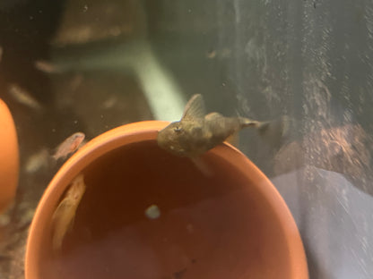 Green Dragon Bristlenose Pleco