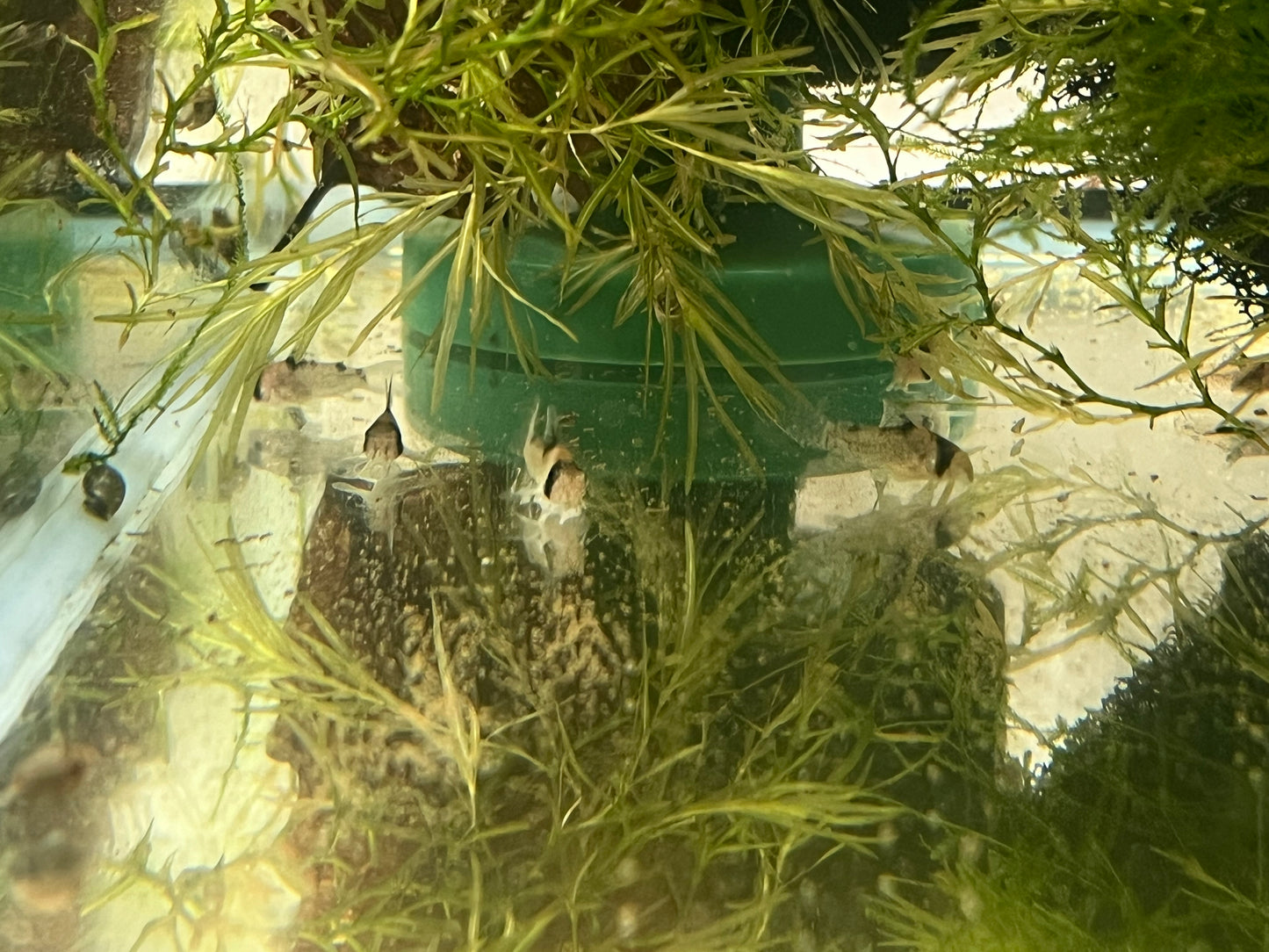 Corydoras duplicareus