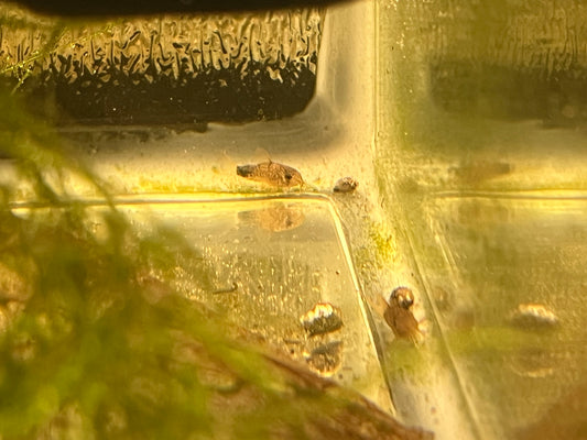 Smudge-spot Cory (Corydoras similis)