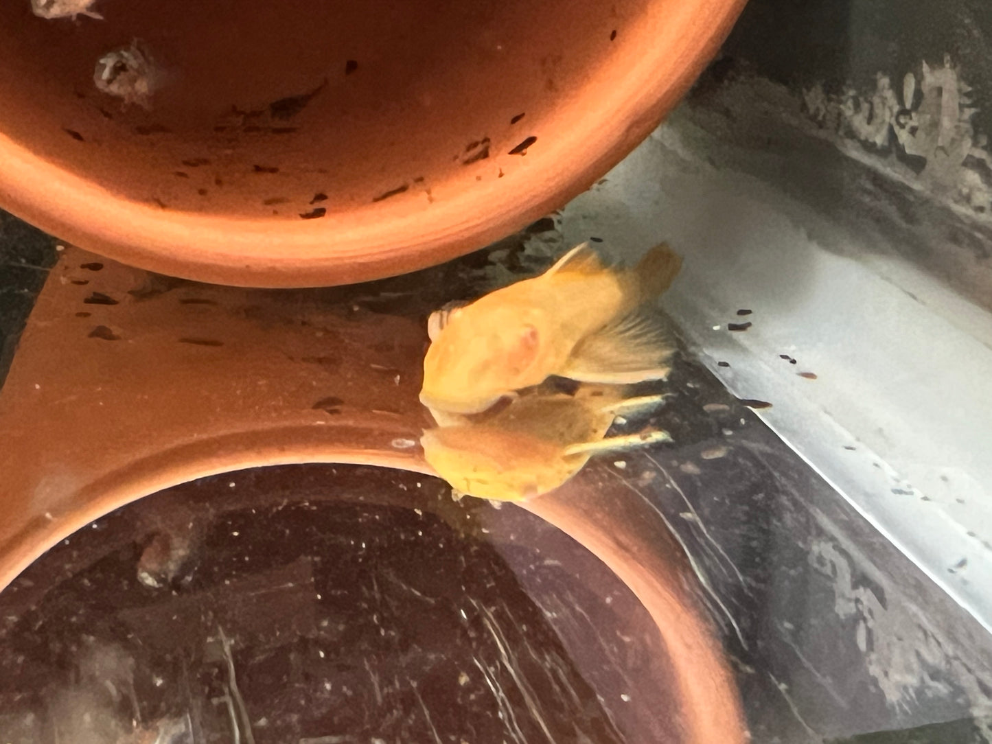 Green Dragon Bristlenose Pleco