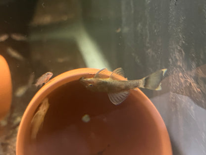 Green Dragon Bristlenose Pleco