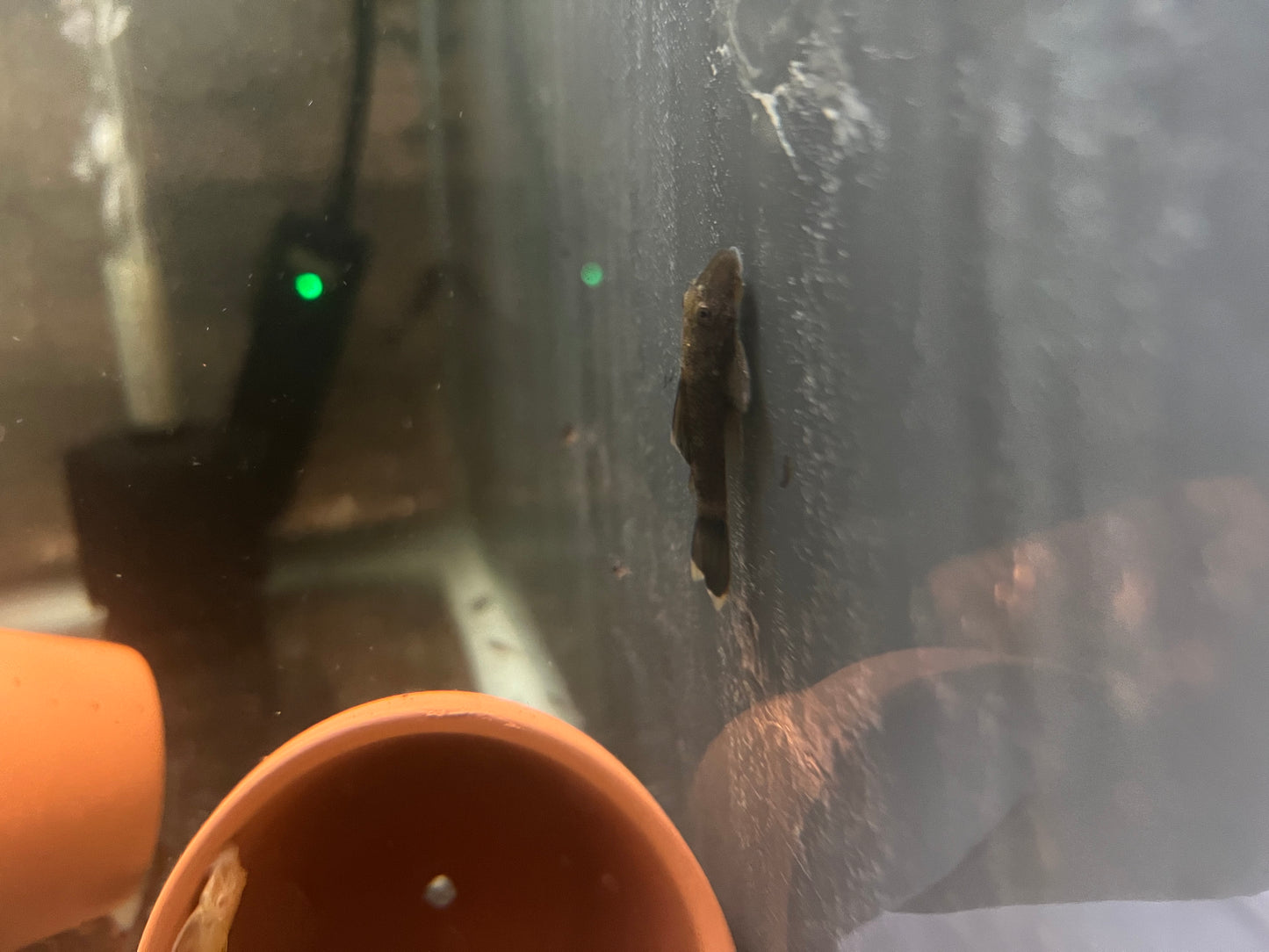 Green Dragon Bristlenose Pleco